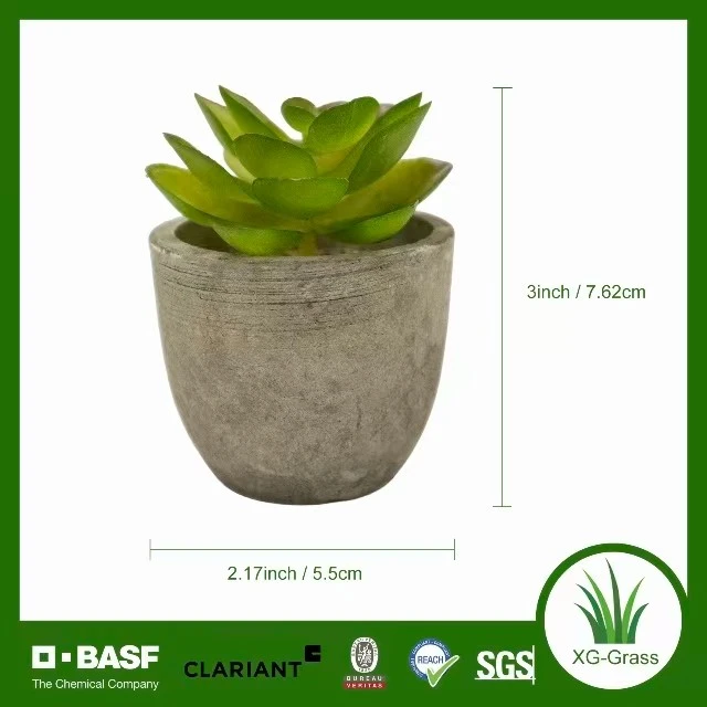 Everlasting Tiny Succulent Decor suppliers