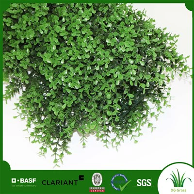 Rumput dinding rumah