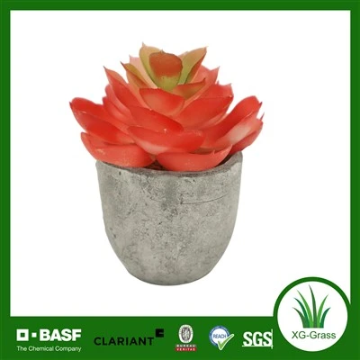 Sukulen Roset Merah dalam Pot