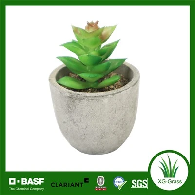 Tanaman Pot Sukulen Buatan Mini Xingu