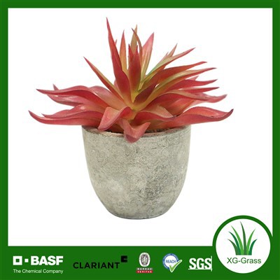 Pot Semen Sukulen Merah Karang