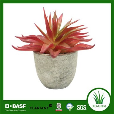 Pot Semen Sukulen Merah Karang