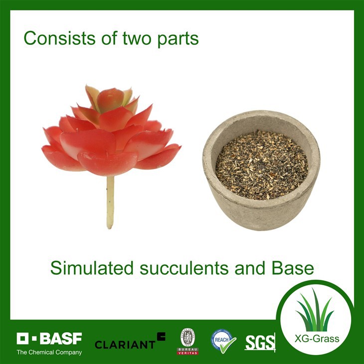 Red Rosette Succulent in Pot factory