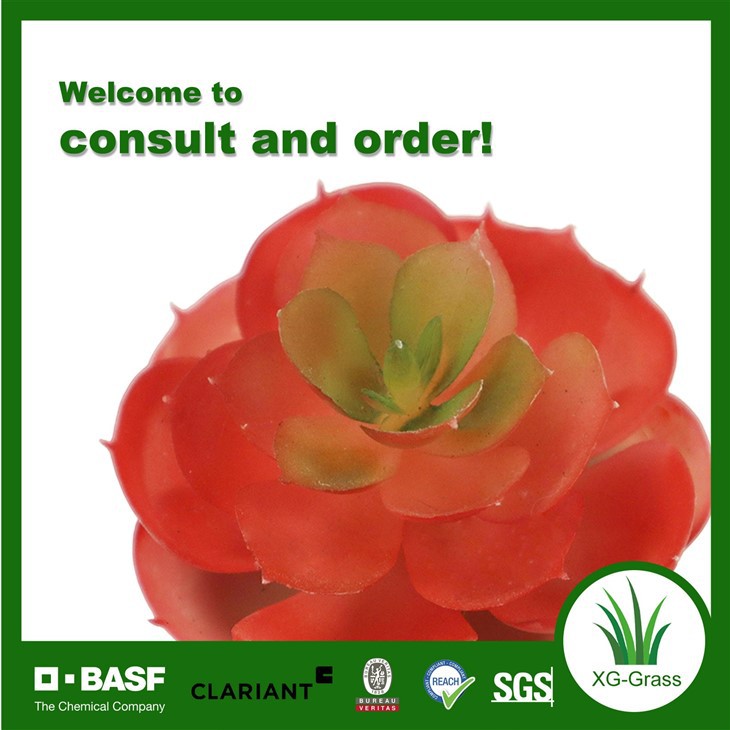 Red Rosette Succulent in Pot price