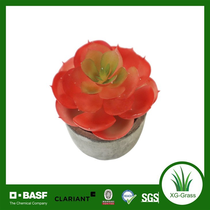 Red Rosette Succulent in Pot suppliers