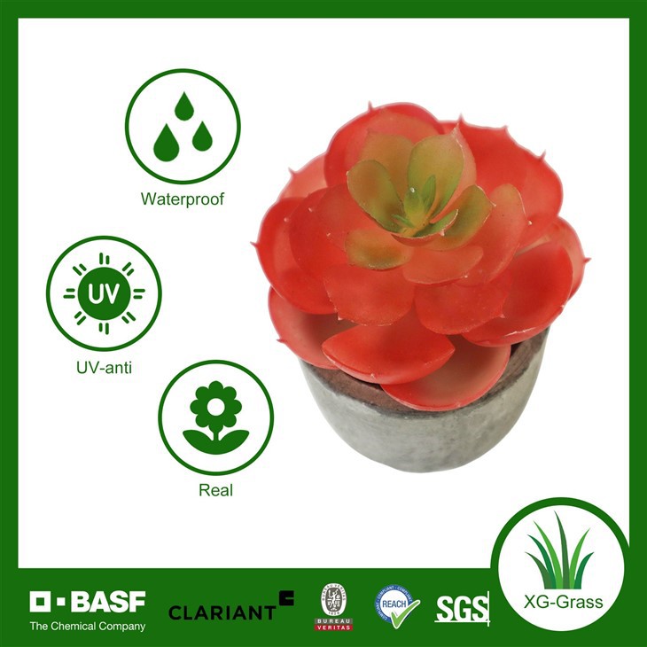 Red Rosette Succulent in Pot high quality