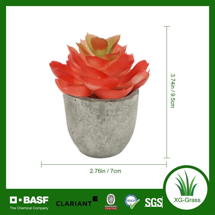 Red Rosette Succulent in Pot best
